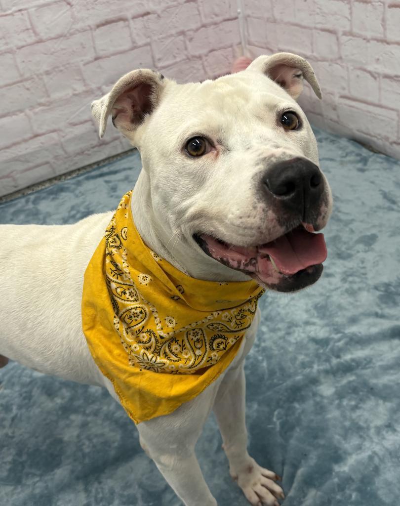 Enlarge Gumble Bumble, a Adoptable mixed breed in Detroit, MI image 6/6