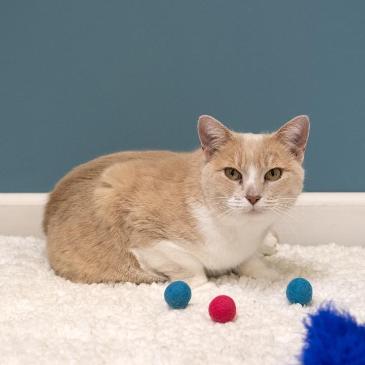 Enlarge Pearl, a Adoptable mixed breed in Pekin, IL image 1/5