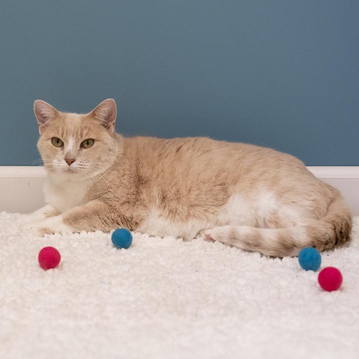 Enlarge Pearl, a Adoptable mixed breed in Pekin, IL image 2/5