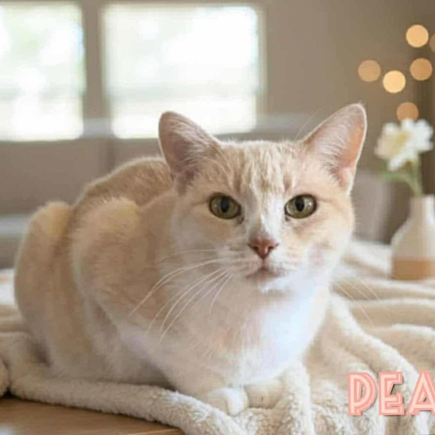 Enlarge Pearl, a Adoptable mixed breed in Pekin, IL image 3/5