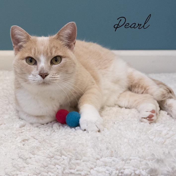Enlarge Pearl, a Adoptable mixed breed in Pekin, IL image 4/5