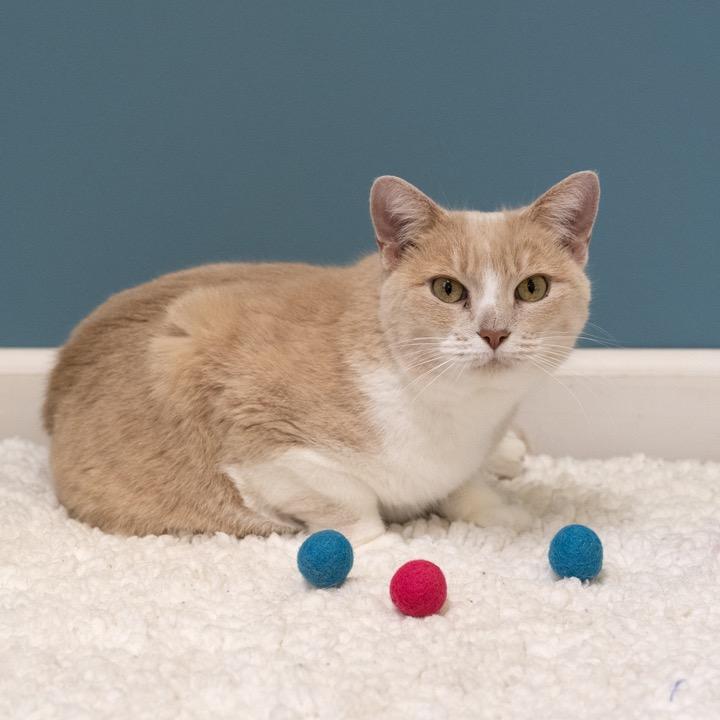 Enlarge Pearl, a Adoptable mixed breed in Pekin, IL image 5/5