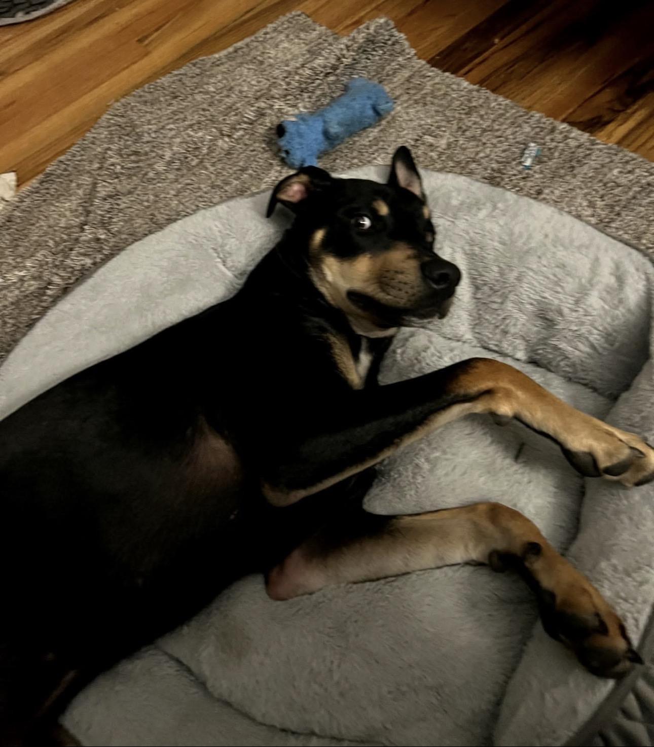 Enlarge Louie, a Adoptable mixed breed in Colorado Springs, CO image 2/5