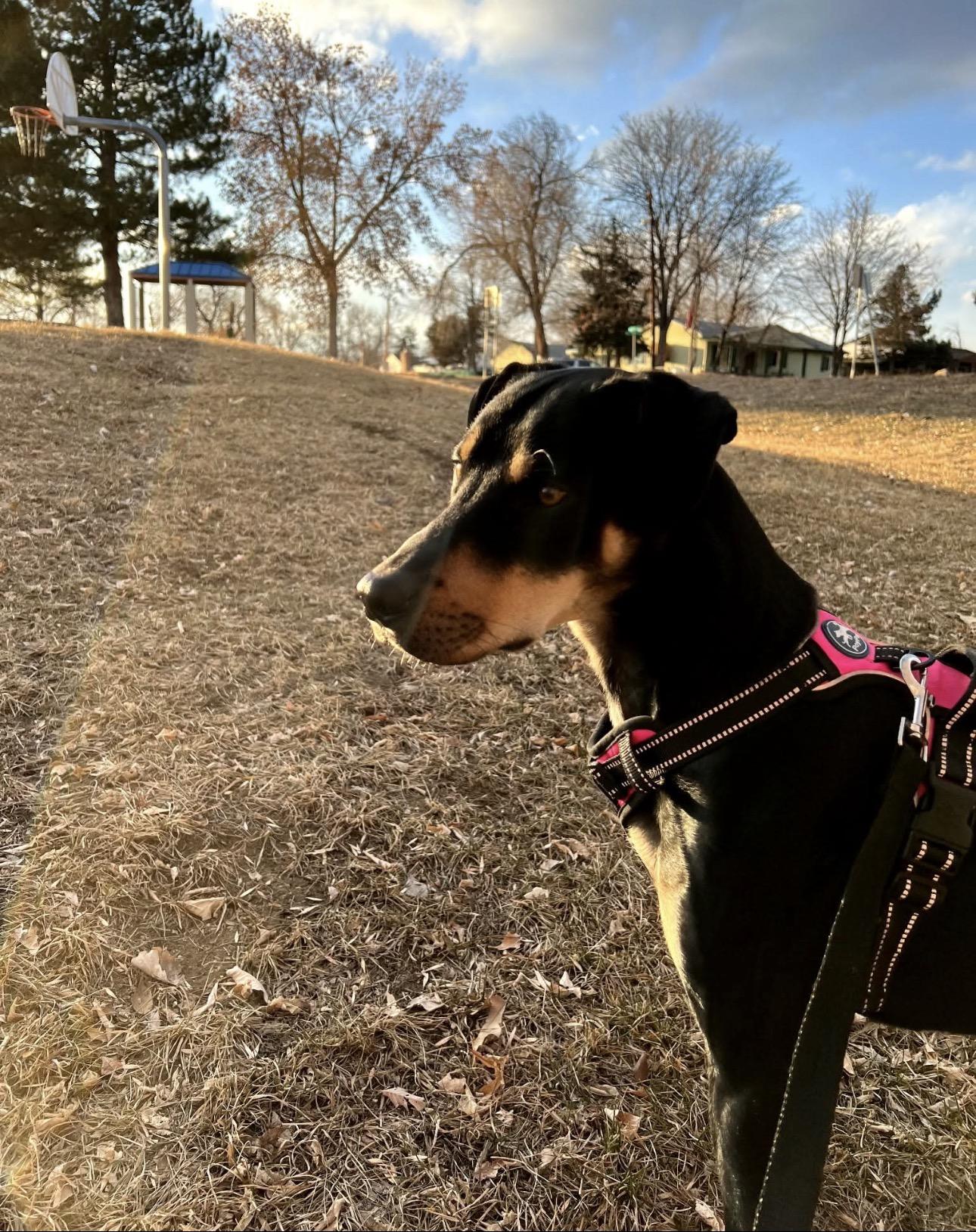 Enlarge Louie, a Adoptable mixed breed in Colorado Springs, CO image 4/5