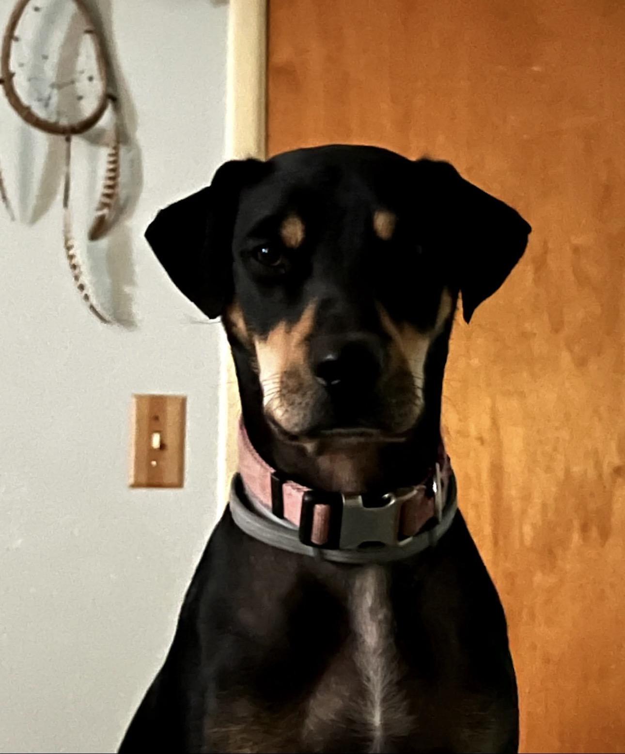 Enlarge Louie, a Adoptable mixed breed in Colorado Springs, CO image 5/5