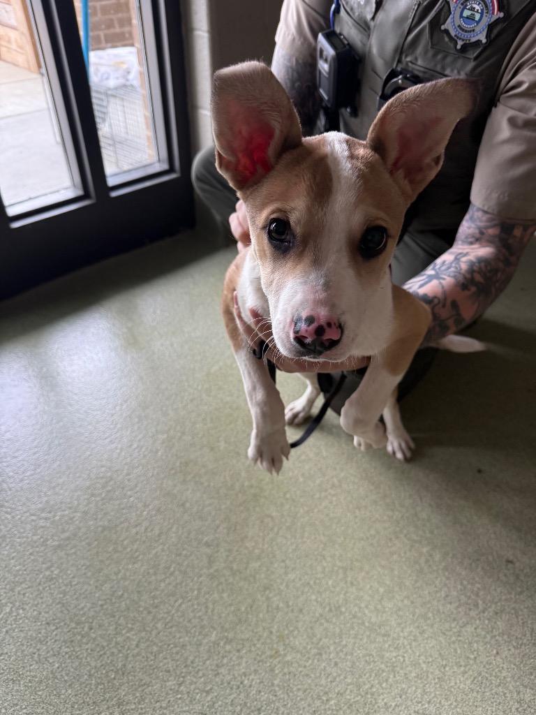 REX, a Adoptable mixed breed in Gallatin, TN image 1/3