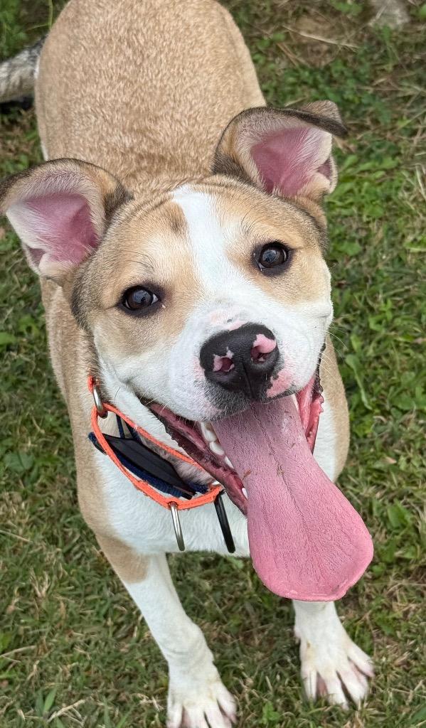 REX, a Adoptable mixed breed in Gallatin, TN image 2/3