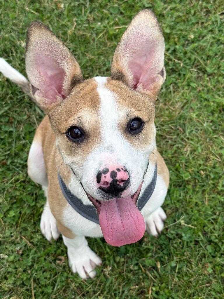 REX, a Adoptable mixed breed in Gallatin, TN image 3/3