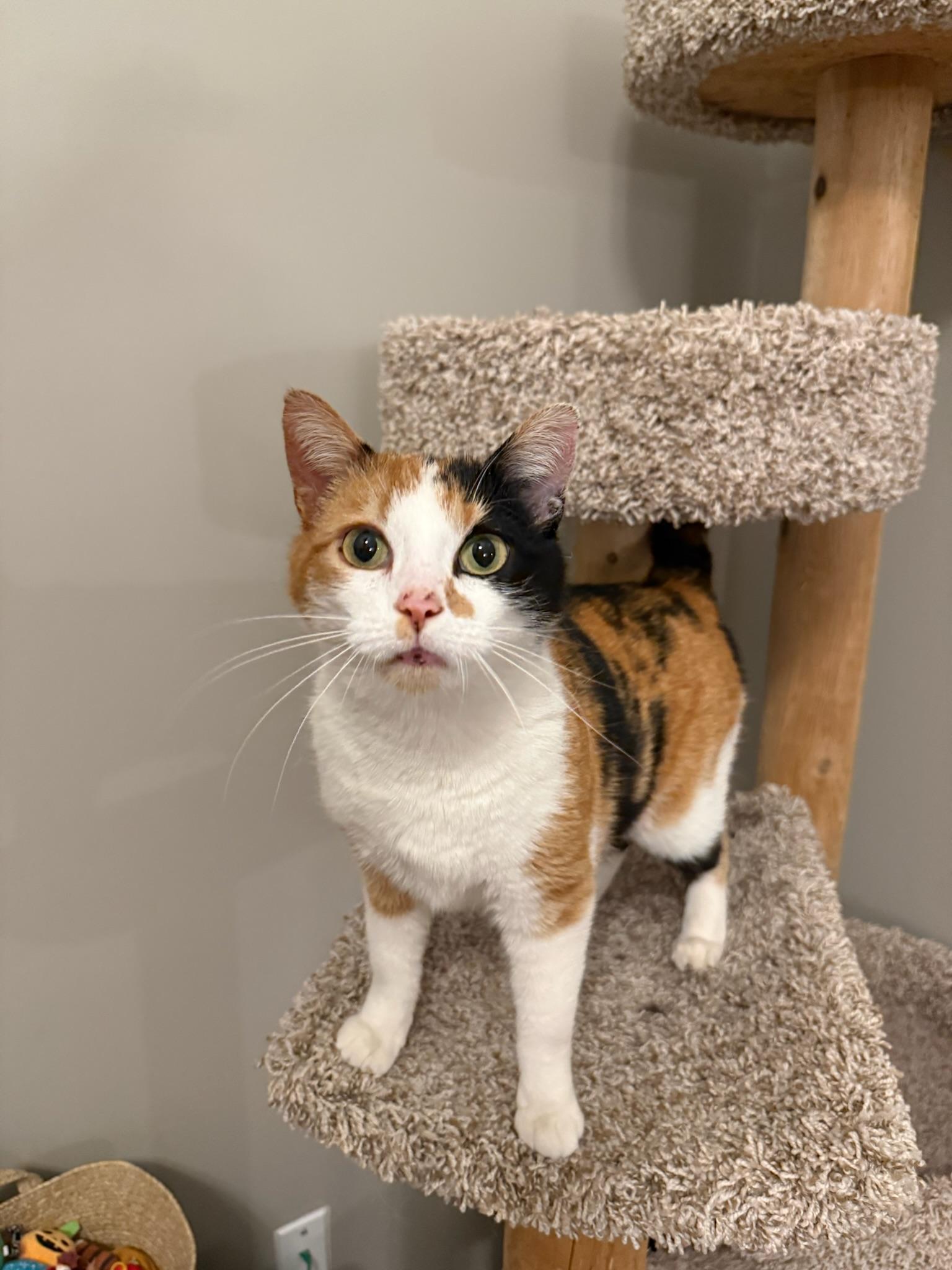 Enlarge Margo, an adopted mixed breed in Hartville, OH image 4/4