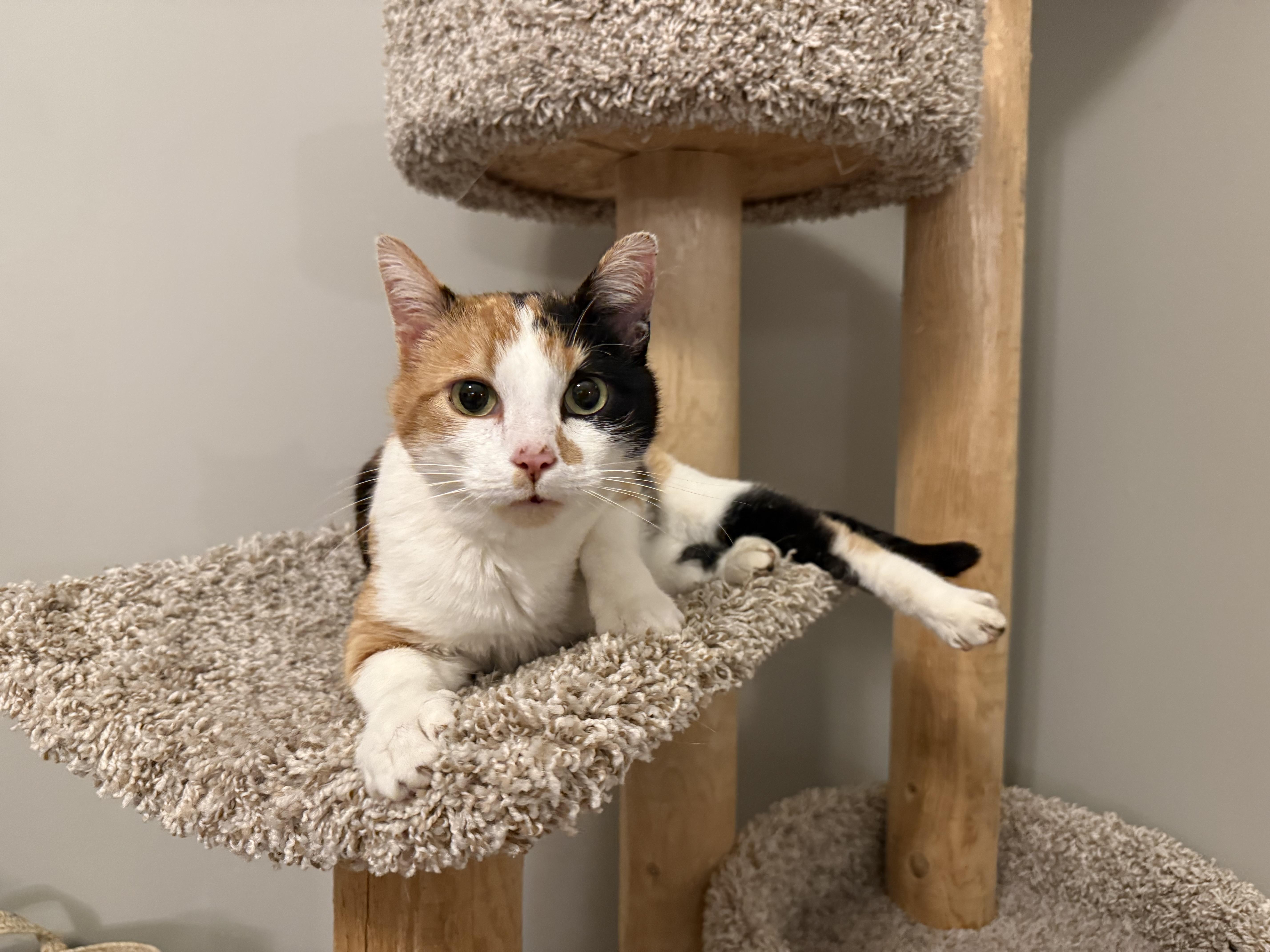 Enlarge Margo, an adopted mixed breed in Hartville, OH image 2/4