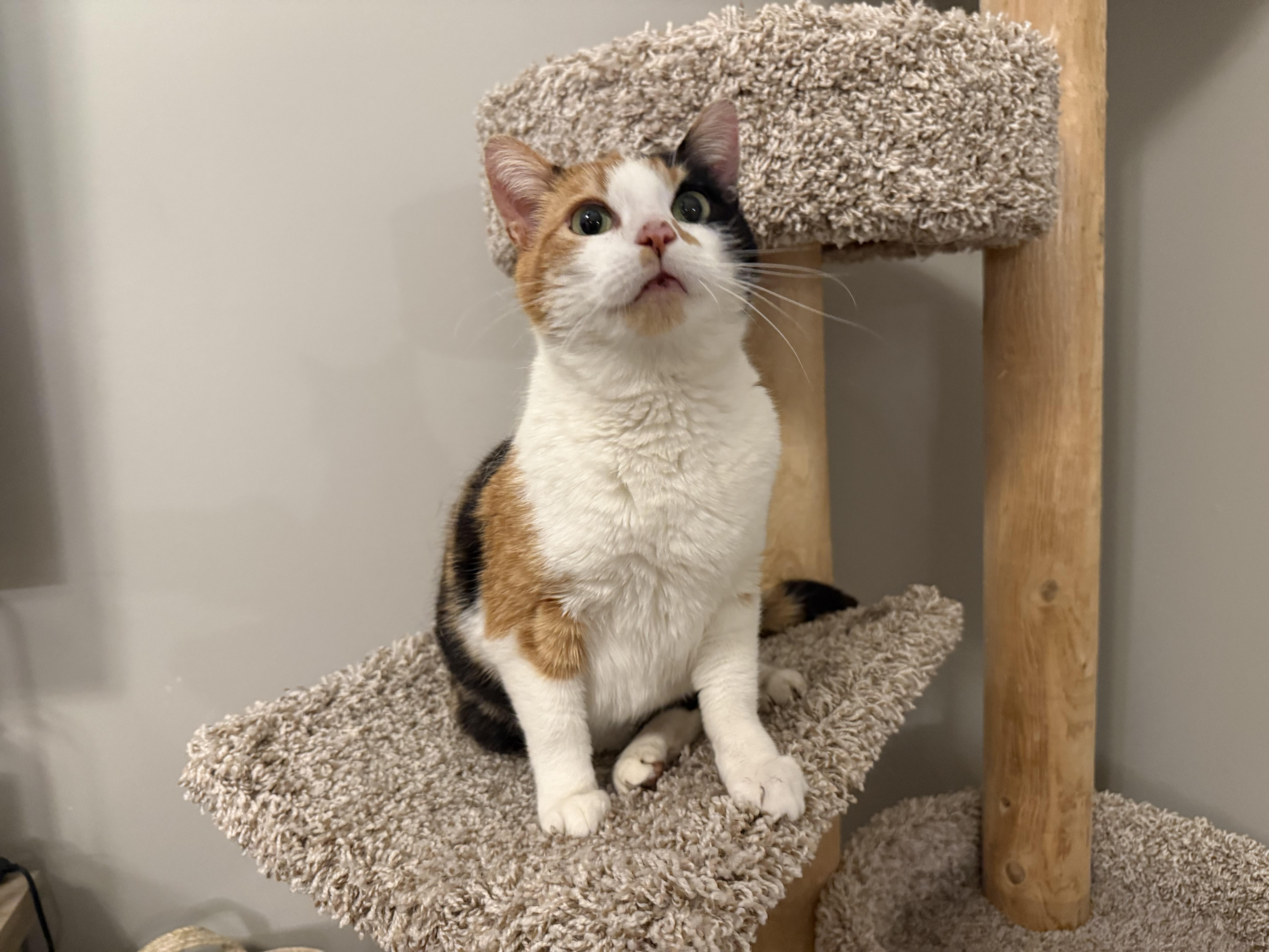 Enlarge Margo, an adopted mixed breed in Hartville, OH image 3/4