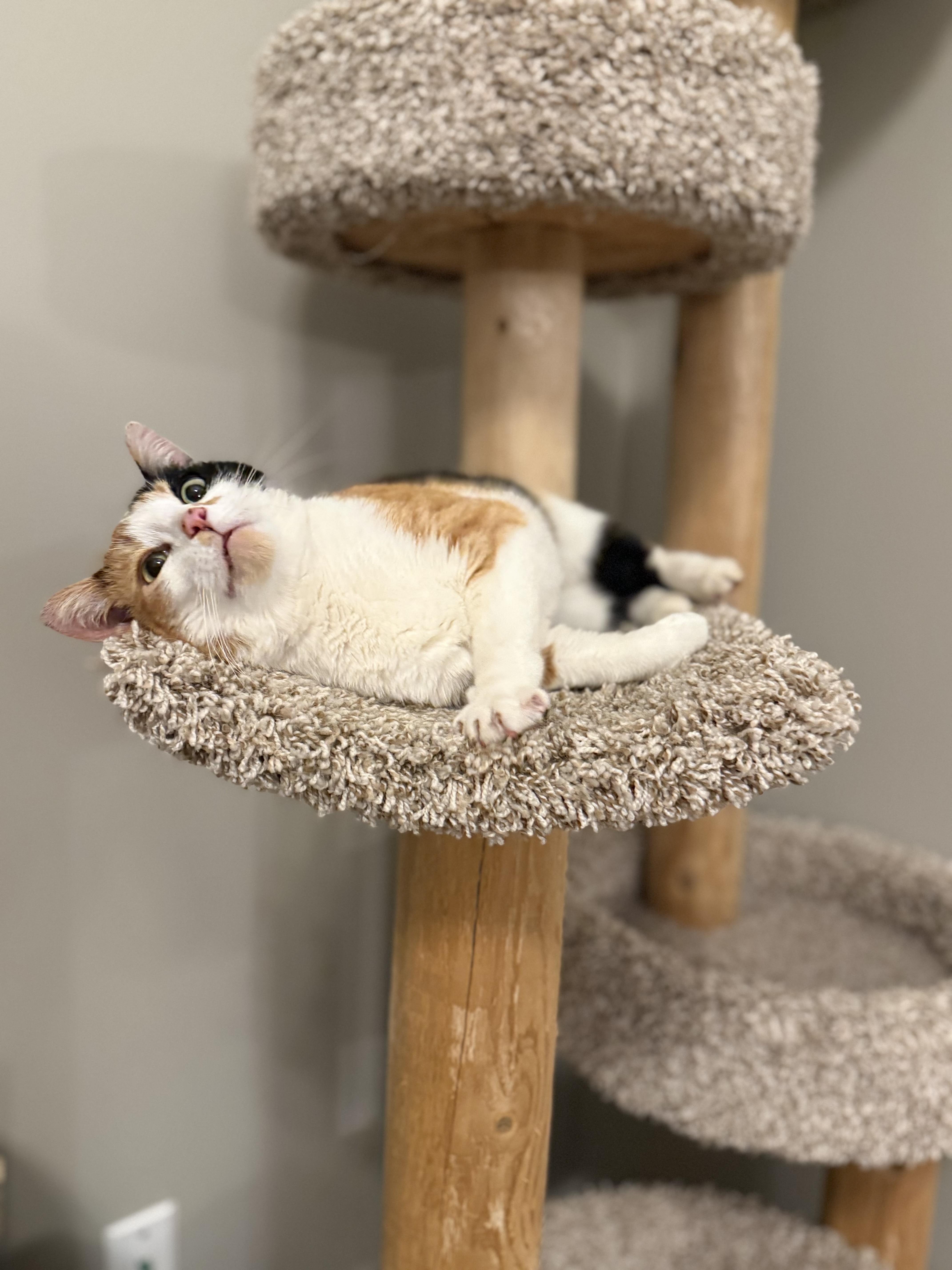 Enlarge Margo, an adopted mixed breed in Hartville, OH image 1/4