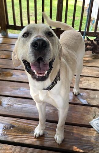 Enlarge Buck 29, a Adoptable Yellow Labrador Retriever in Killingworth, CT image 1/6