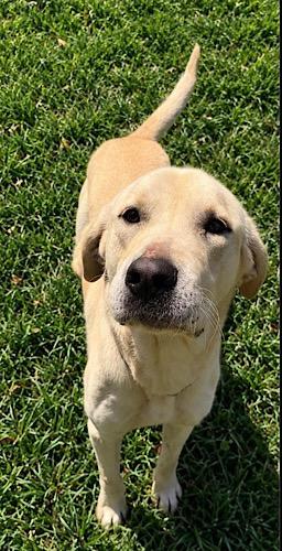Enlarge Buck 29, a Adoptable Yellow Labrador Retriever in Killingworth, CT image 3/6