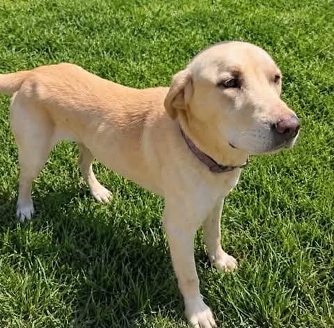 Enlarge Buck 29, a Adoptable Yellow Labrador Retriever in Killingworth, CT image 4/6