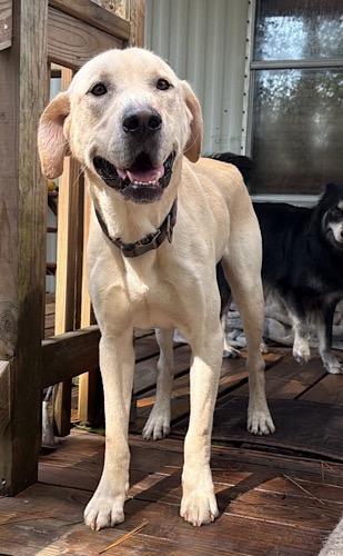 Enlarge Buck 29, a Adoptable Yellow Labrador Retriever in Killingworth, CT image 2/6