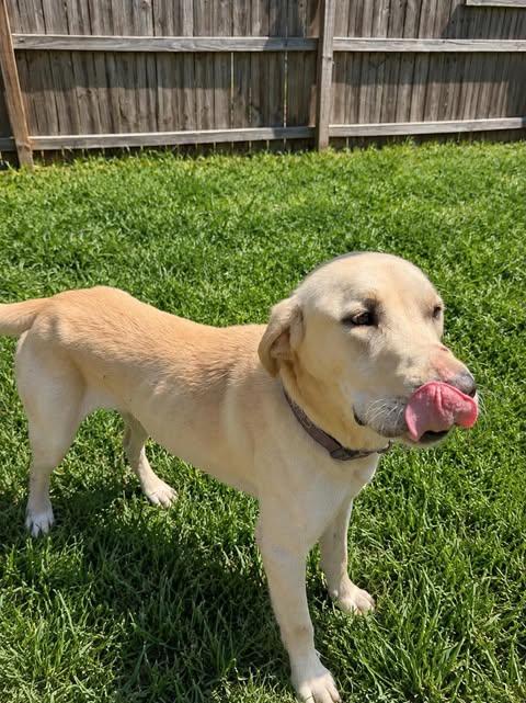 Enlarge Buck 29, a Adoptable Yellow Labrador Retriever in Killingworth, CT image 5/6