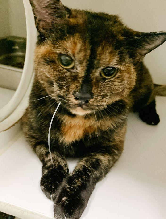 Gingerbread, adopted, Adult Female Domestic Short Hair.
