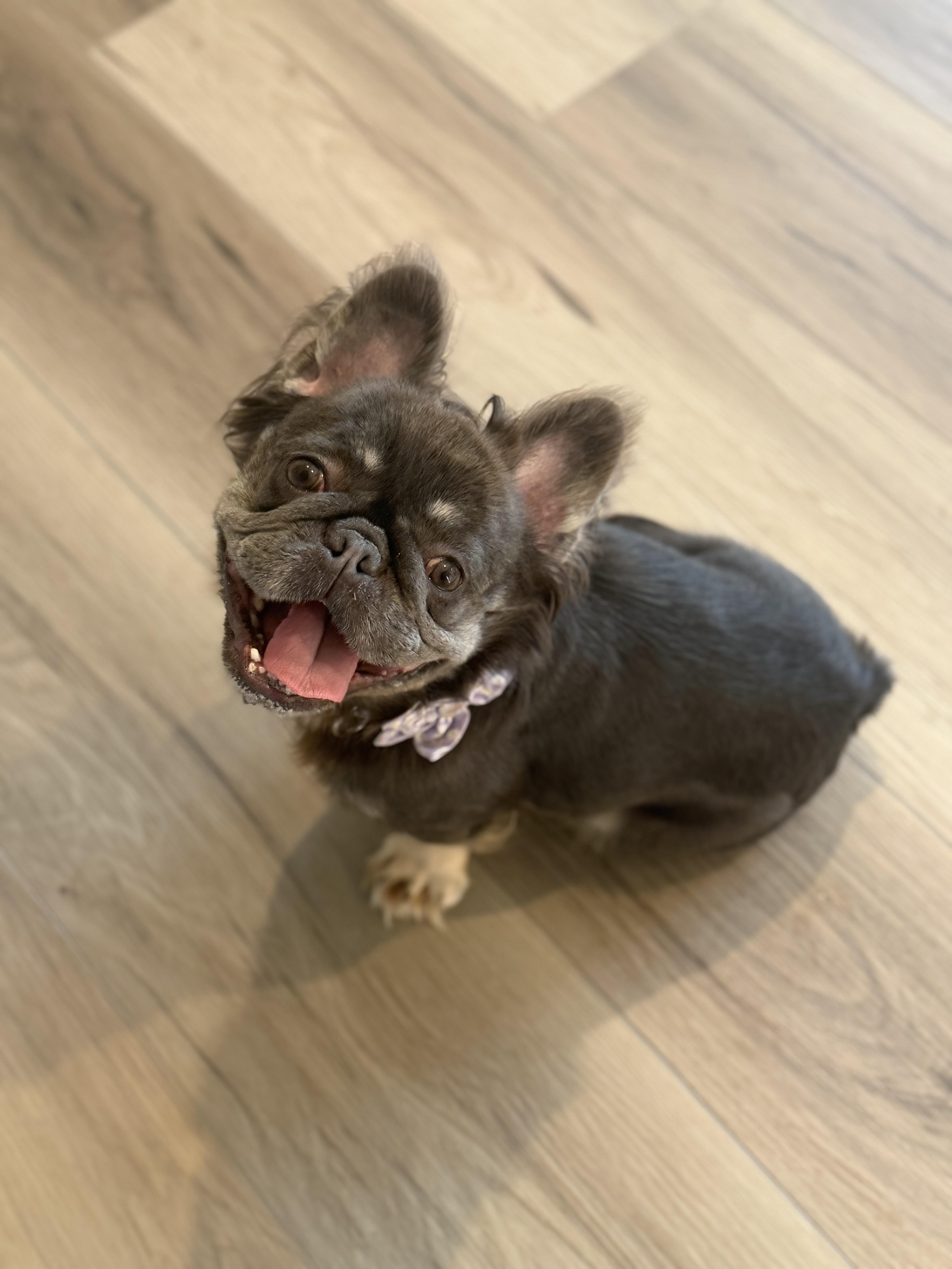 Enlarge Olivia, an adopted French Bulldog in San Rafael, CA image 4/4