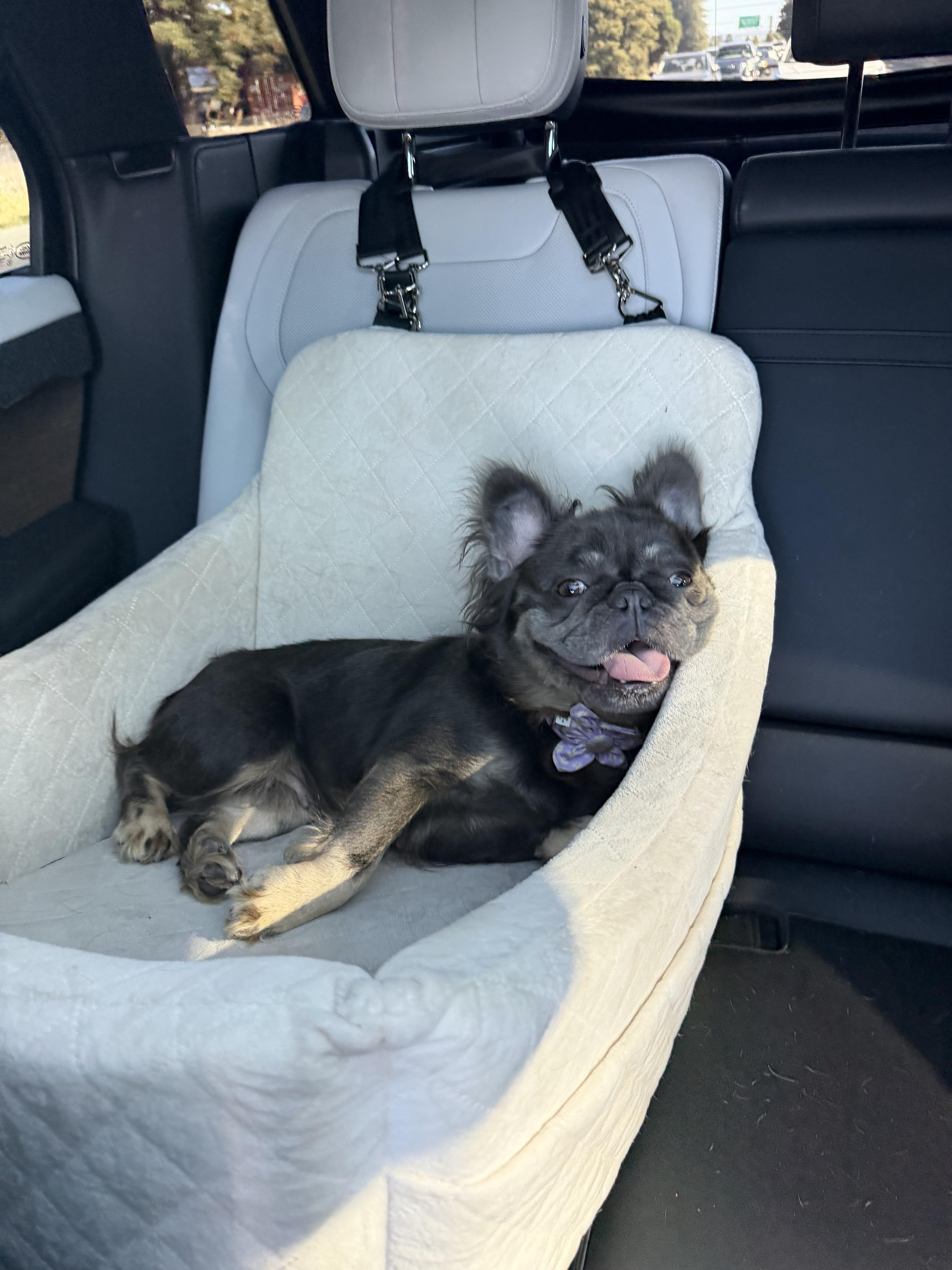 Enlarge Olivia, an adopted French Bulldog in San Rafael, CA image 3/4