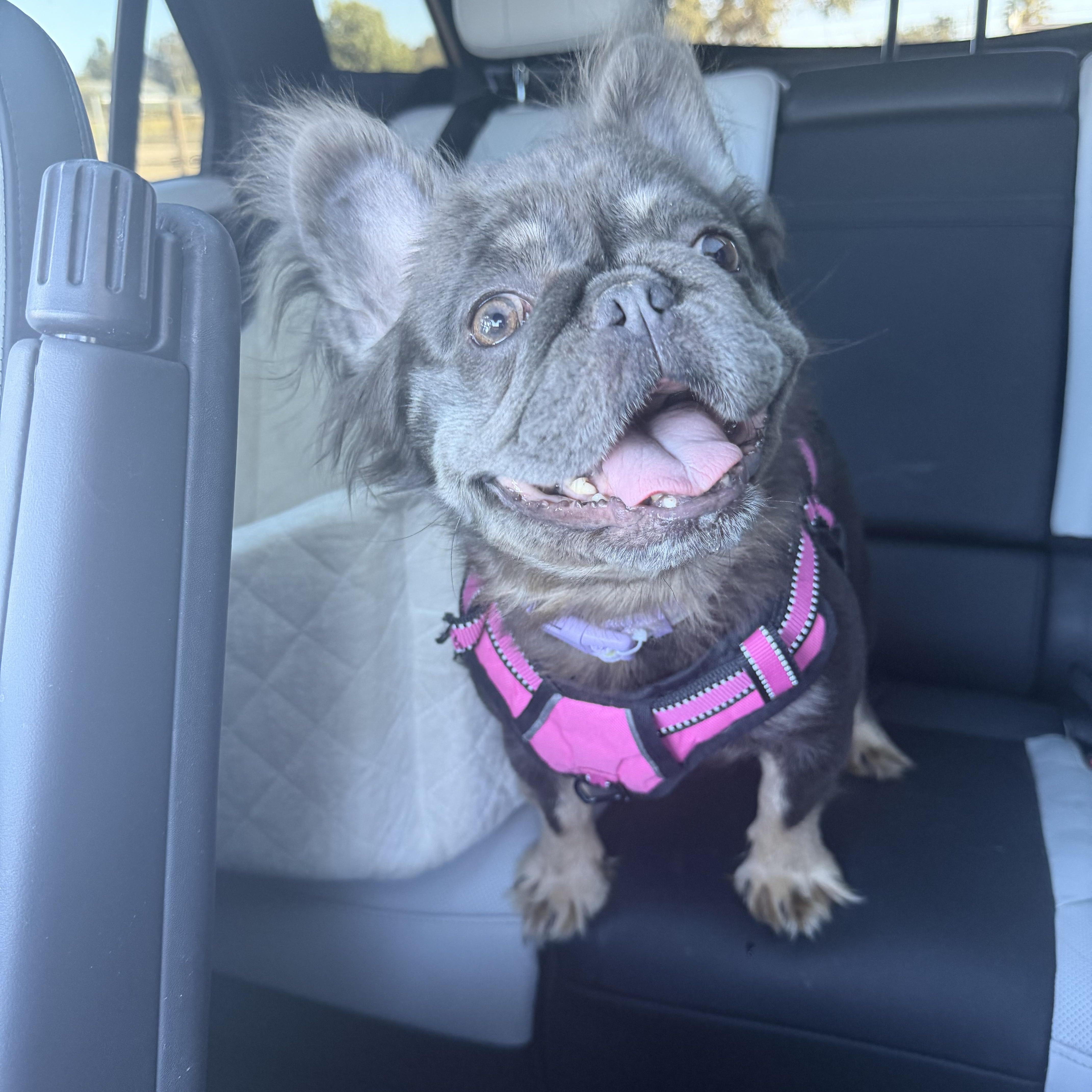 Olivia, adopted, Young Female French Bulldog.