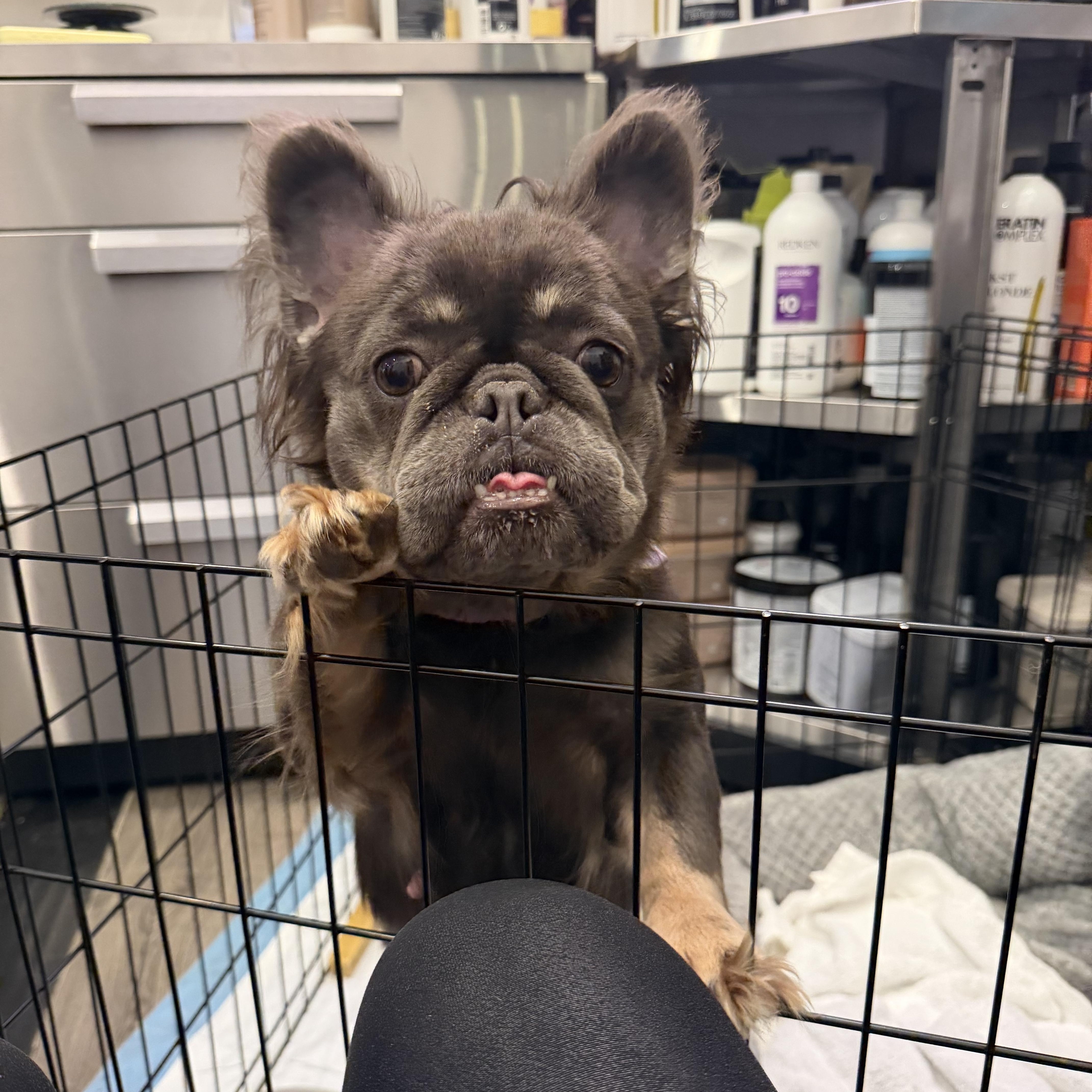 Enlarge Olivia, an adopted French Bulldog in San Rafael, CA image 2/4