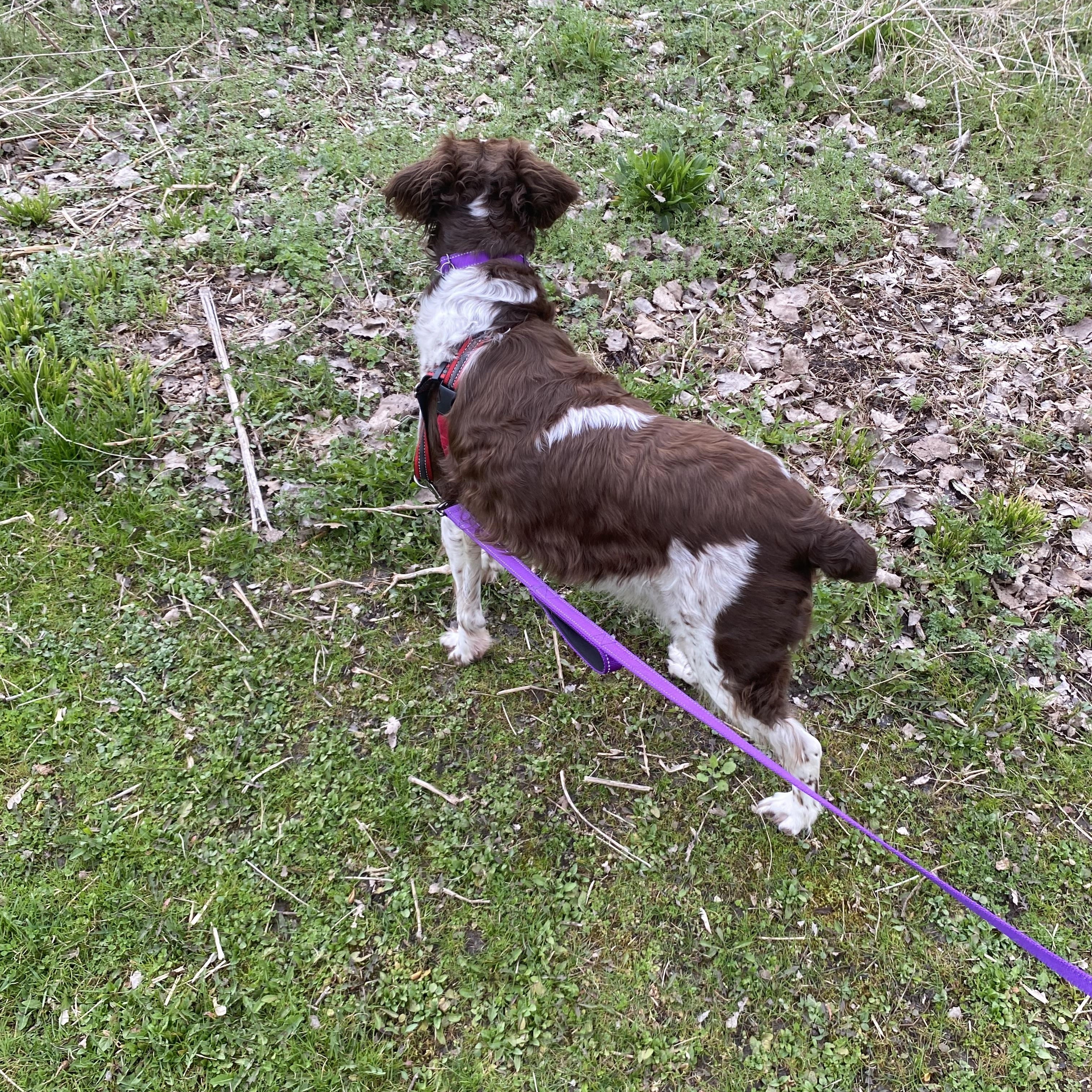 Hope (and Chrissy), a Adoptable Brittany Spaniel in Marion, MA image 4/5