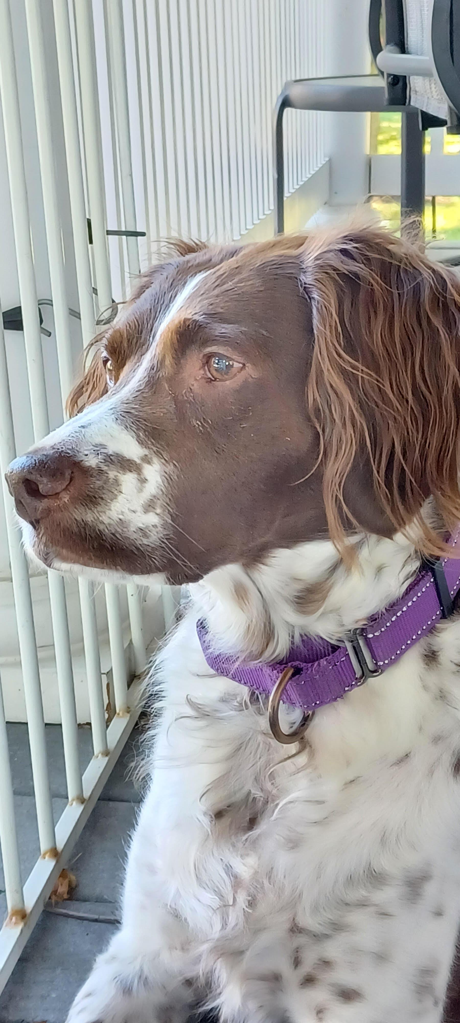 Hope (and Chrissy), Adoptable, Adult Female Brittany Spaniel.