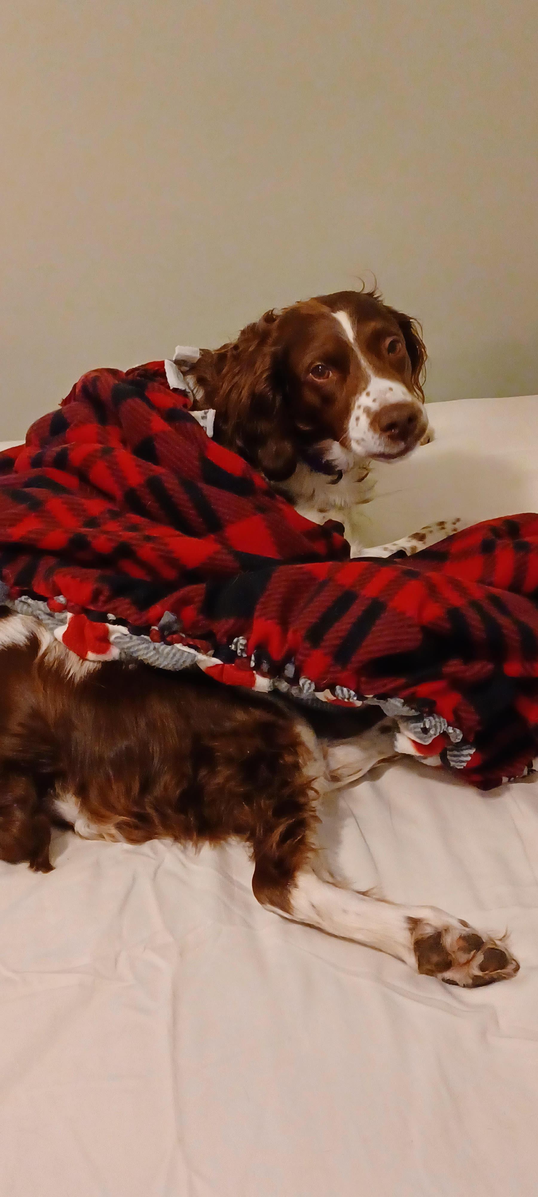Hope (and Chrissy), a Adoptable Brittany Spaniel in Marion, MA image 2/5