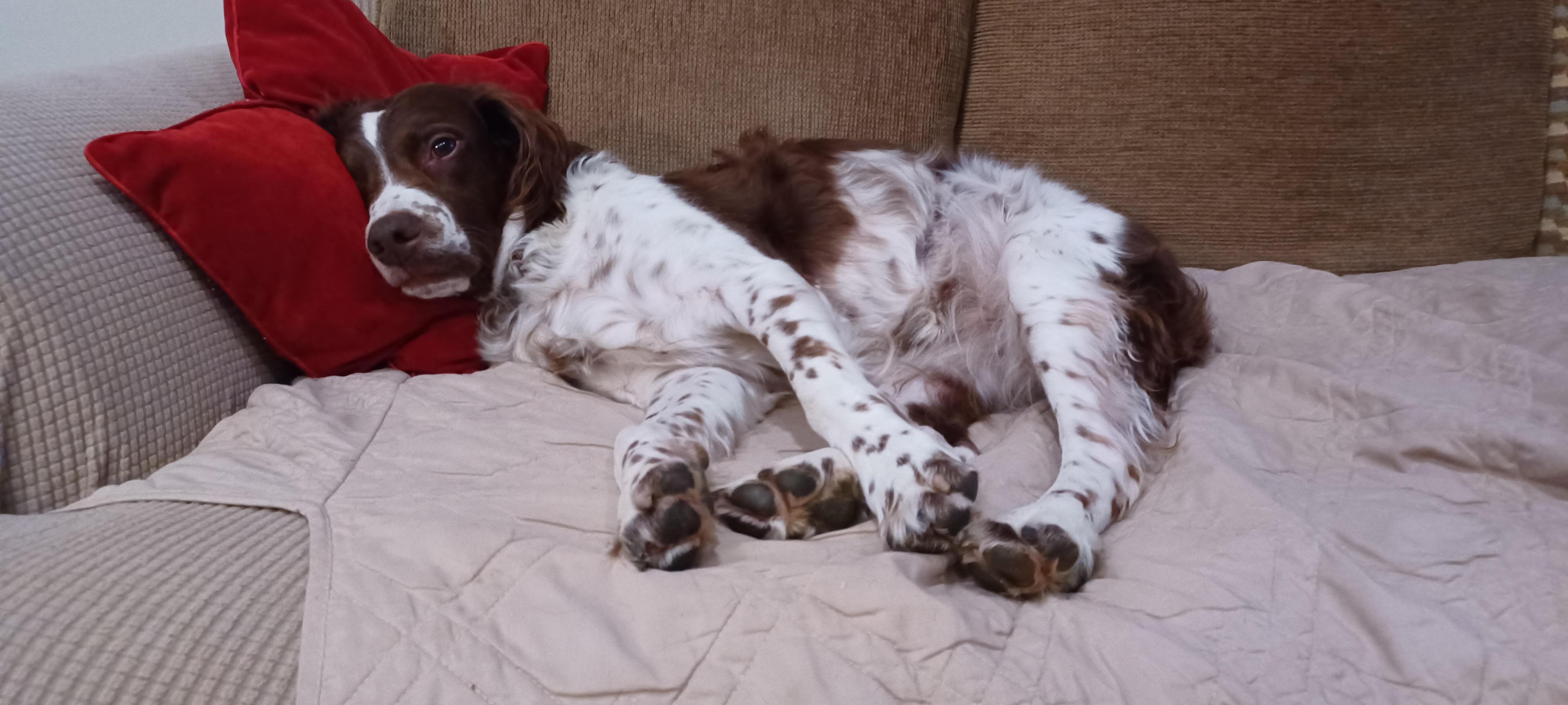 Hope (and Chrissy), a Adoptable Brittany Spaniel in Marion, MA image 3/5