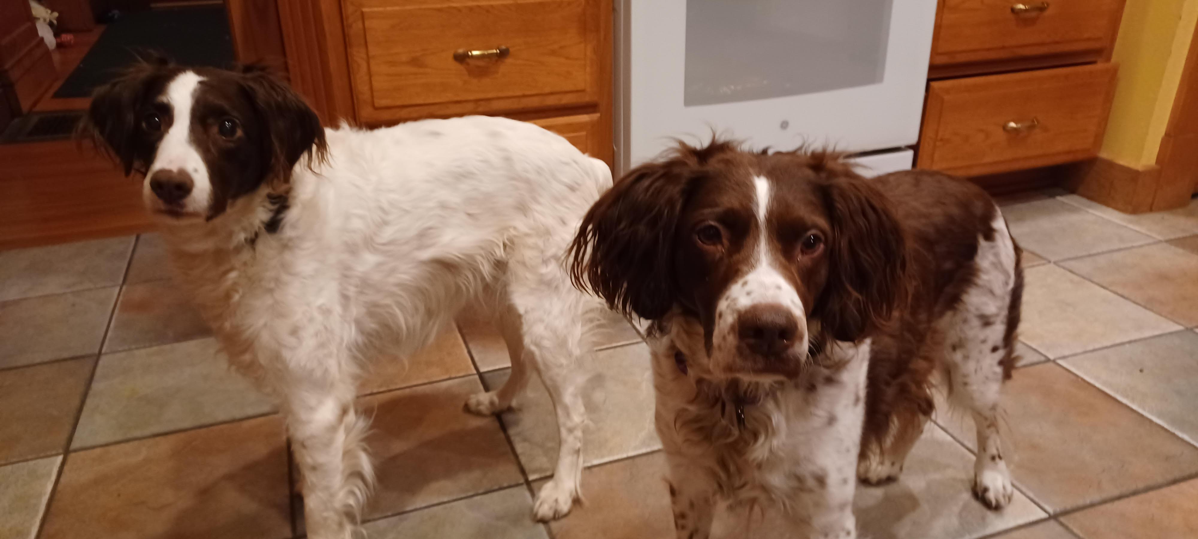 Hope (and Chrissy), a Adoptable Brittany Spaniel in Marion, MA image 5/5
