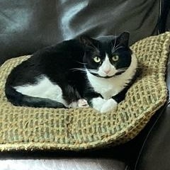 Enlarge Zorro, a Adoptable Tuxedo in Wayland, MA image 1/6