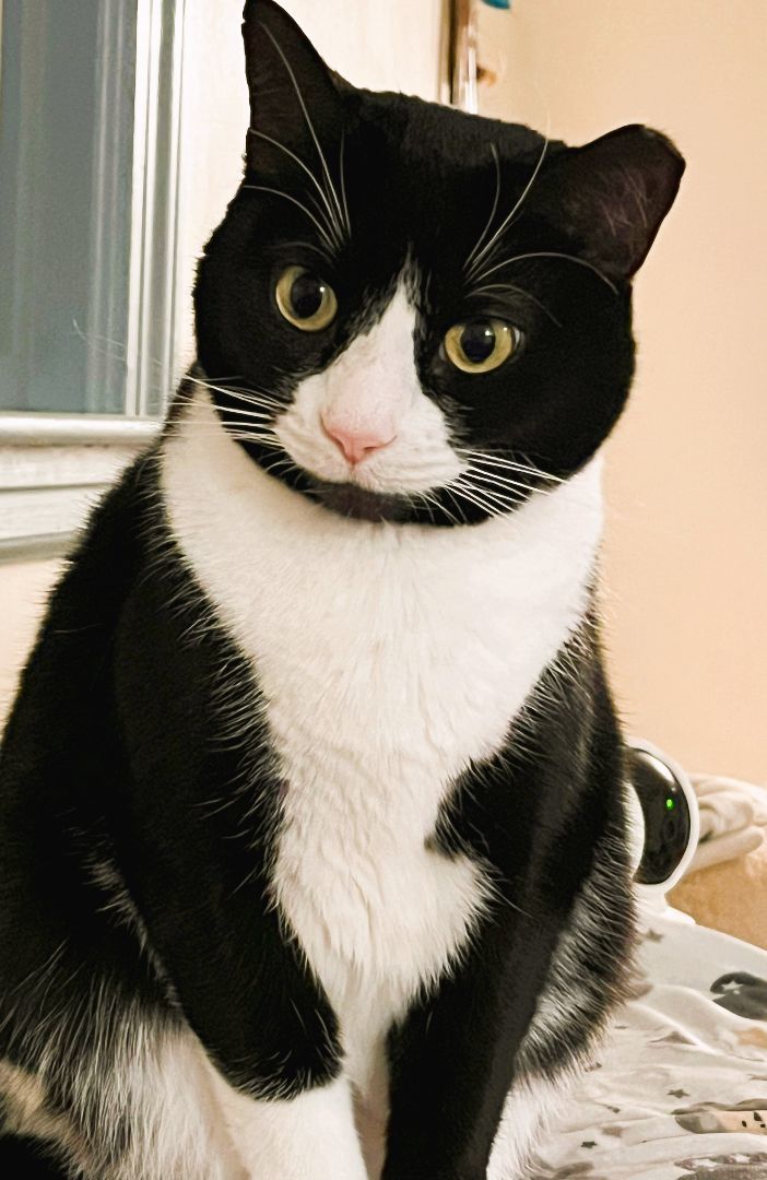 Zorro, an adoptable Tuxedo in Wayland, MA, 01778 | Photo Image 3