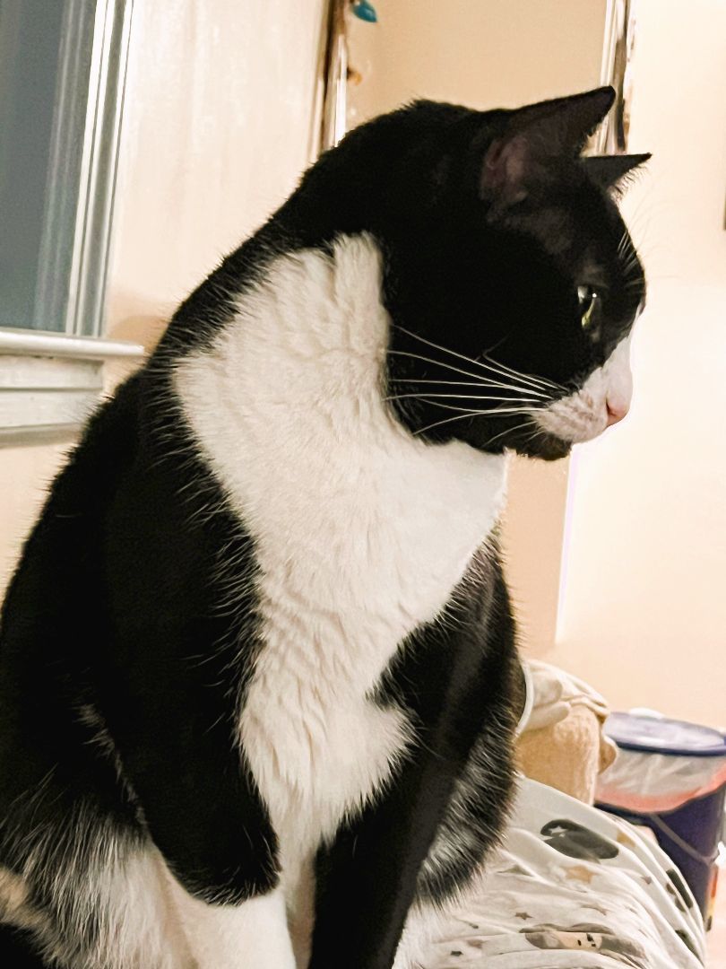 Zorro, an adoptable Tuxedo in Wayland, MA, 01778 | Photo Image 4