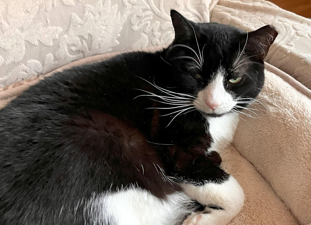 Zorro, an adoptable Tuxedo in Wayland, MA, 01778 | Photo Image 5