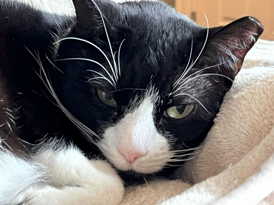 Zorro, an adoptable Tuxedo in Wayland, MA, 01778 | Photo Image 2
