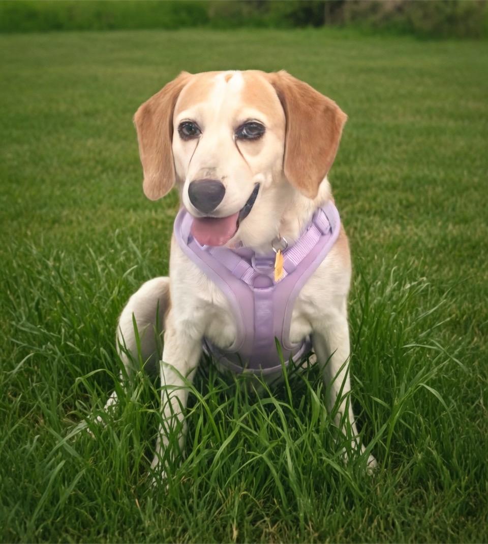 Bailey, ADOPTABLE, Adult Female Beagle.