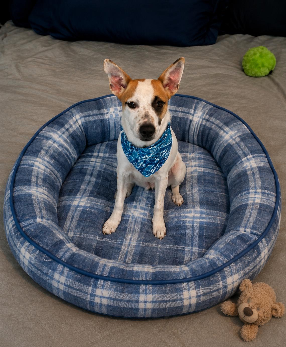 Huckleberry, a Adoptable mixed breed in Mount Laurel, NJ image 2/3
