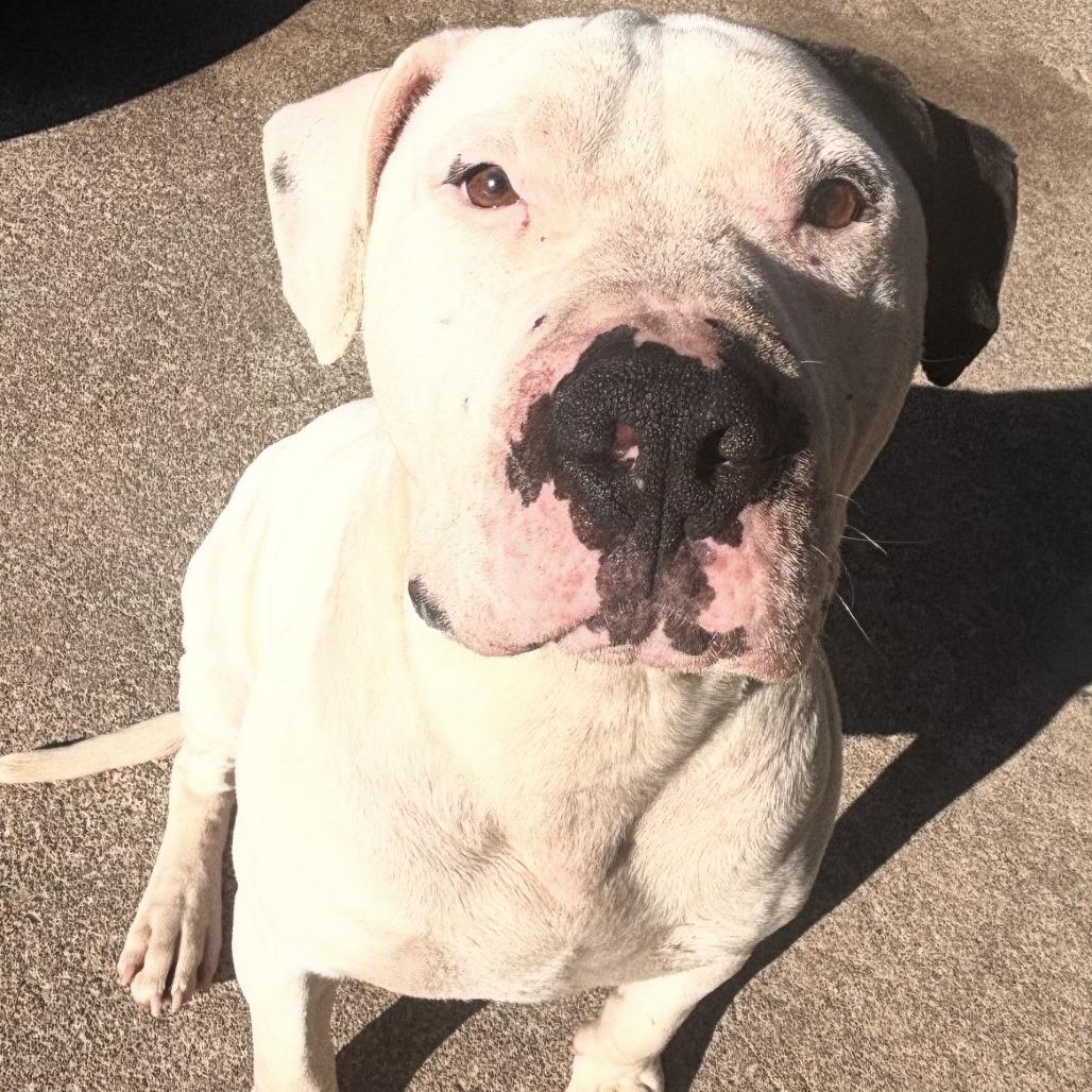 SIMON, Adoptable, Adult Male American Staffordshire Terrier & Mixed Breed.