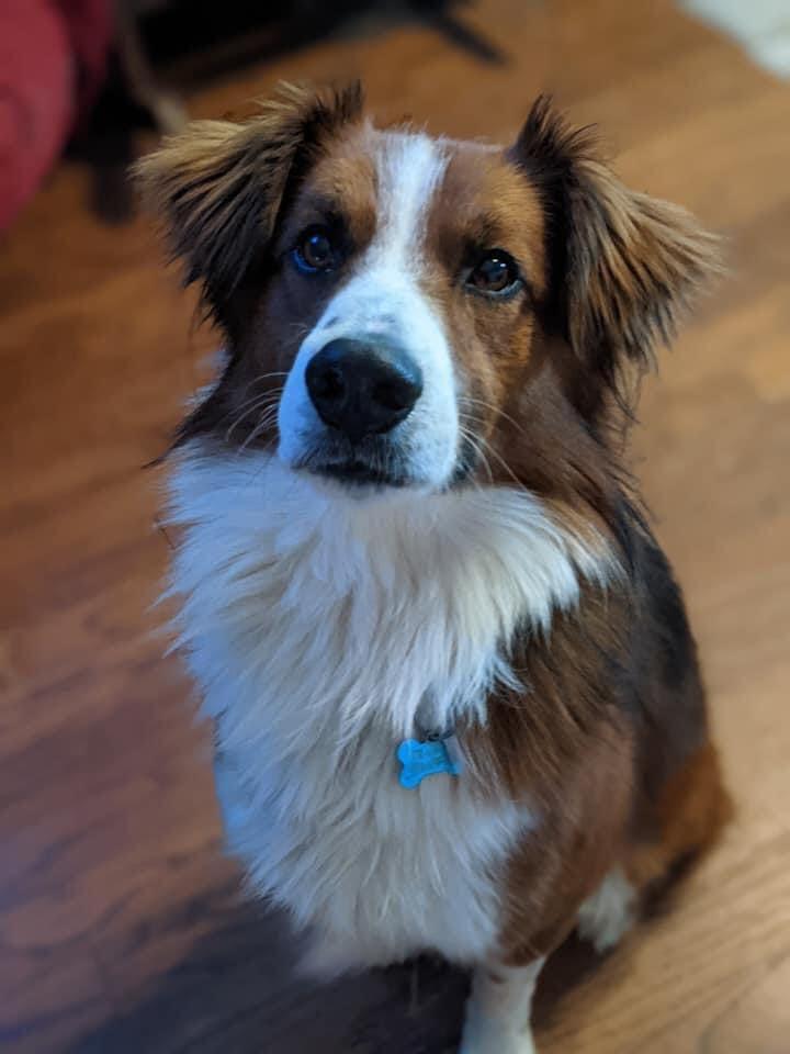 Enlarge Kumo, a Adopted Australian Shepherd in Ontario, CA image 2/2