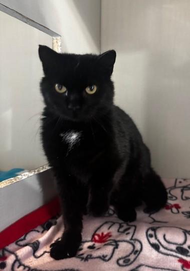 Soot, ADOPTABLE, Young Female Domestic Short Hair.