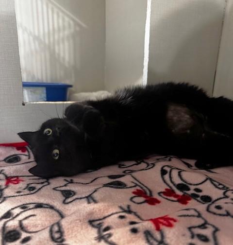 Enlarge Soot, a ADOPTABLE Domestic Short Hair in Hutchinson, MN image 4/4