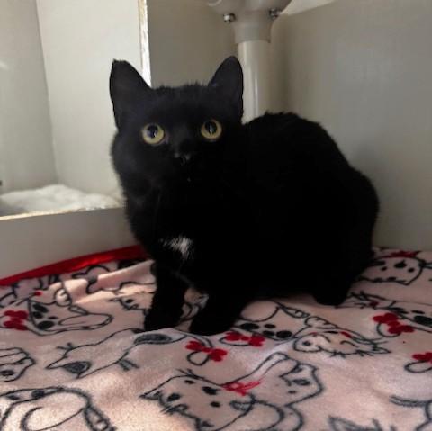 Enlarge Soot, a ADOPTABLE Domestic Short Hair in Hutchinson, MN image 3/4