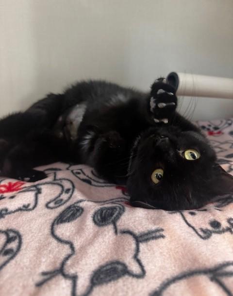 Enlarge Soot, a ADOPTABLE Domestic Short Hair in Hutchinson, MN image 2/4