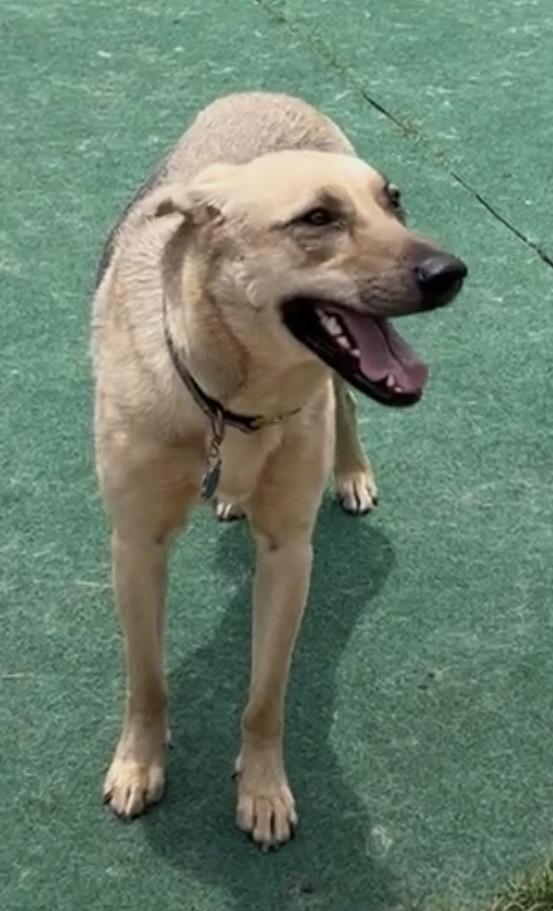 Enlarge Biz, a Adoptable mixed breed in Houston, TX image 2/6