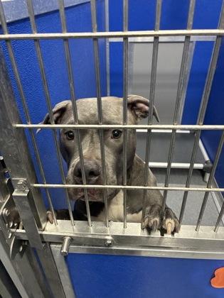 Pixey — thumbnail 2