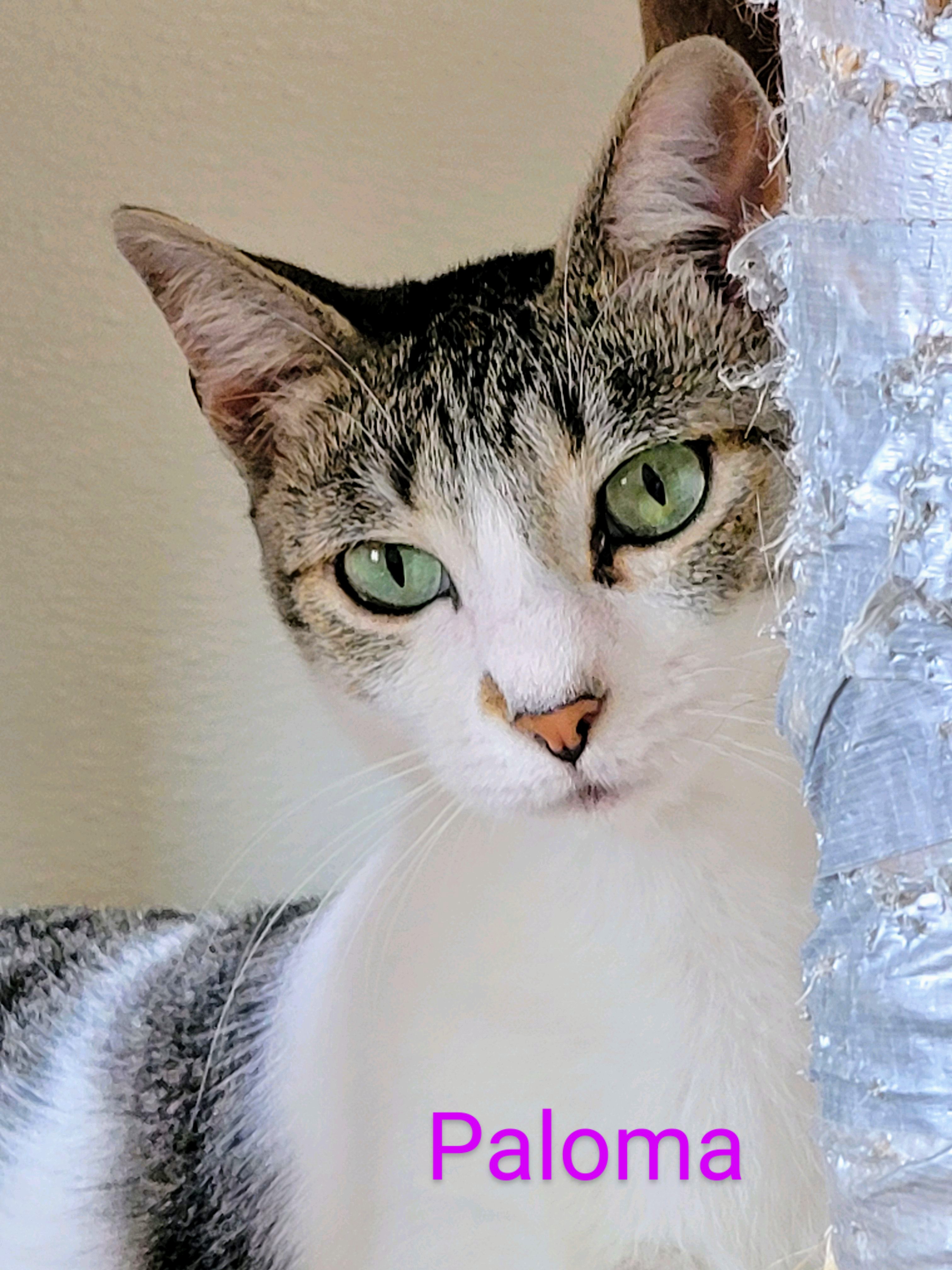 Paloma, Adoptable, Kitten Female Domestic Short Hair.