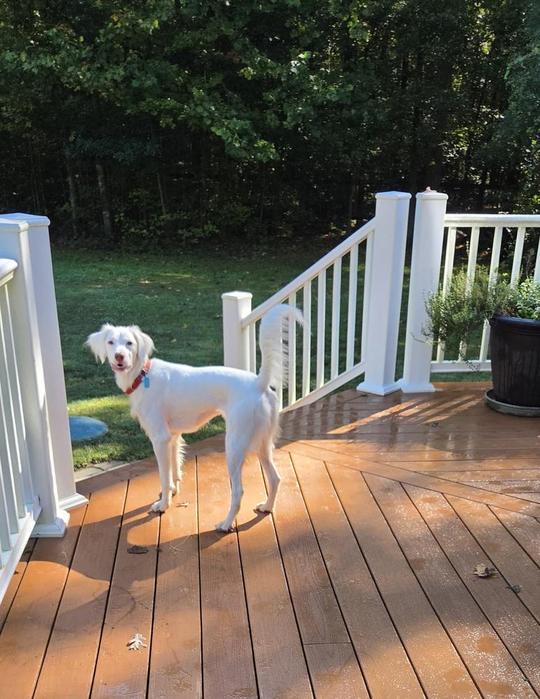 Available - Dolly/Whitey, Adoptable, Young Female English Setter.