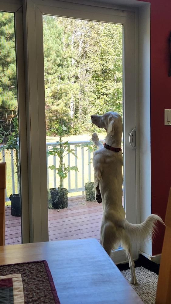 Enlarge Available - Dolly/Whitey, a Adoptable English Setter in Havertown, PA image 2/6