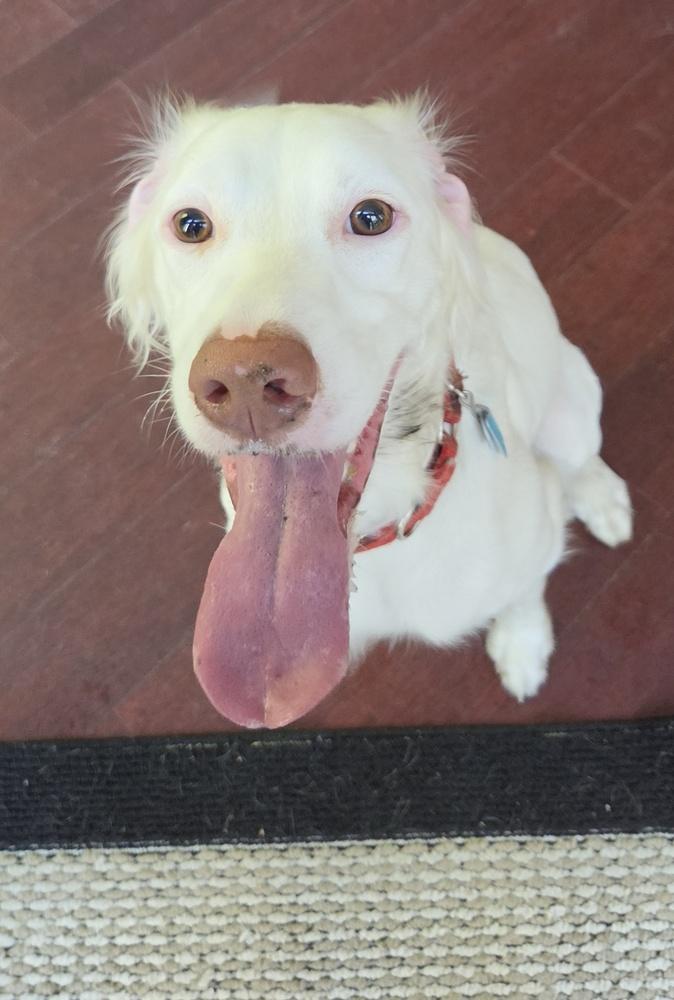 Enlarge Available - Dolly/Whitey, a Adoptable English Setter in Havertown, PA image 3/6
